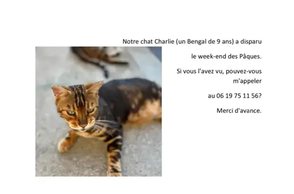 Chat Bengal perdu à Charly - photo