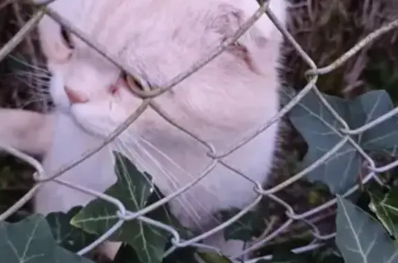 Chat errant affamé à Saran - photo