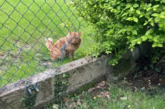 Chat roux trouvé à Paimpol - photo