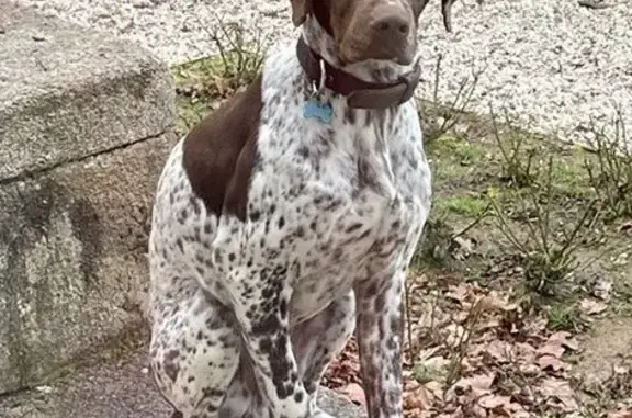 Chien perdu Fougères, photo : Chien perdu: Braque, 1 an, Fougeré