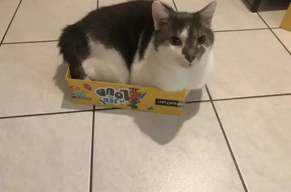 Animaux perdus Bachy, photo: Chat perdu: Mâle 12 ans, Bachy