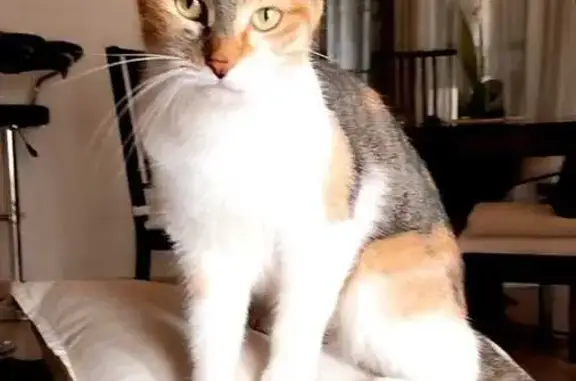 Chat perdu, , photo: Chatte Câline perdue au Luc