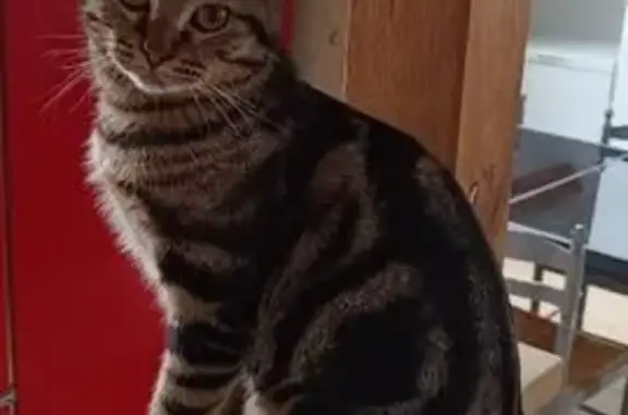 Animaux perdus , photo: Chaton tigré perdu à Guillon
