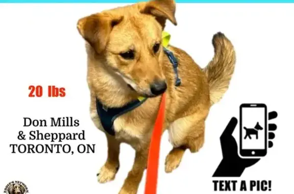 Lost Jindo Mix Near Fairview Mall - Help!