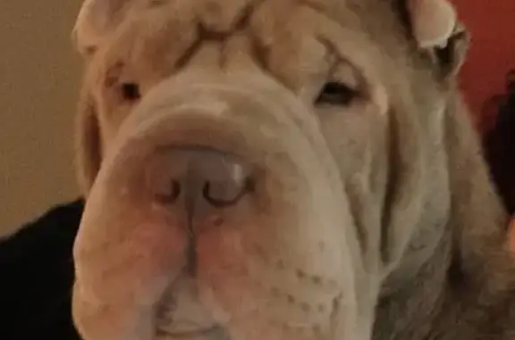 Lost in Easter Visit: Lilac, Male Shar-Pei!