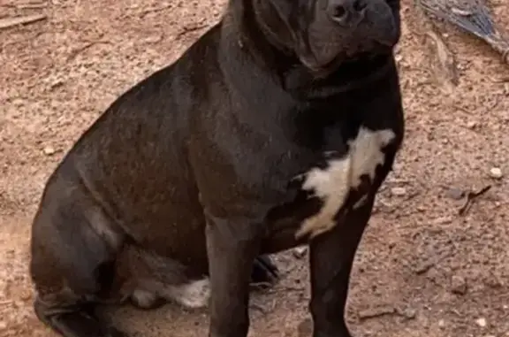 Lost Pitbull Mix Reginald - Friendly & Missed!