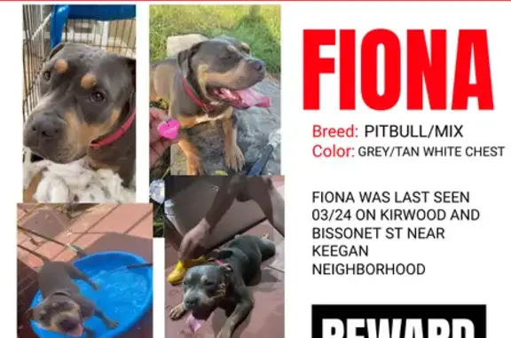 Lost Pitbull Mix in Houston - Help Find Her!