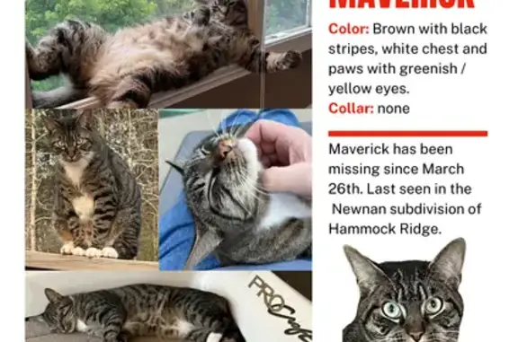 Missing cat , photo: Lost Cat Alert: Brown Tabby, White Paws - Hammock Rd!