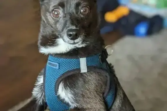 Lost Dog in Branson: Small Black & White Chihuahua!