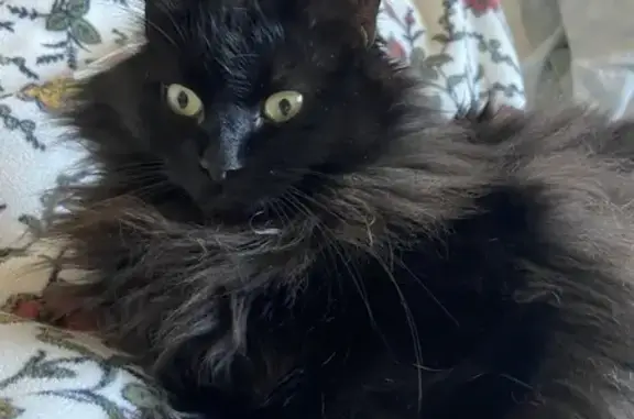 Lost Friendly Long-Hair Black Cat - Wichita