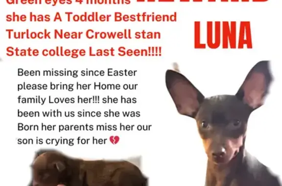 Lost Puppy Alert: 4-Month Min Pin Near Stan State!