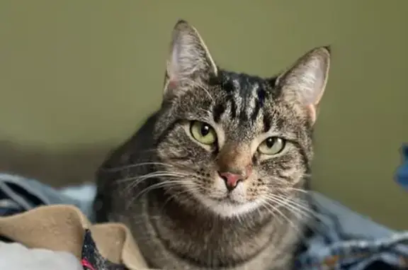 Lost and found pets , photo: Lost Tabby Cat in North Abington - Help!