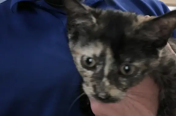 Lost and found pets , photo: Lost Spayed Cat in Carencro, LA - Help!