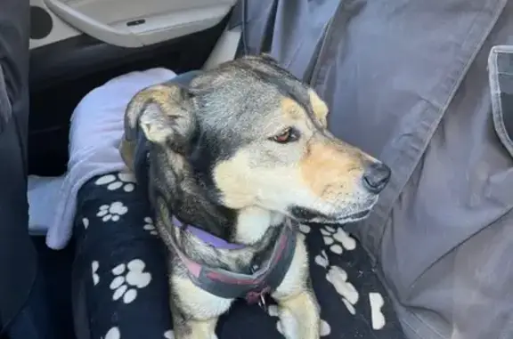 Found Dog Near American Ranches - Help Reunite!