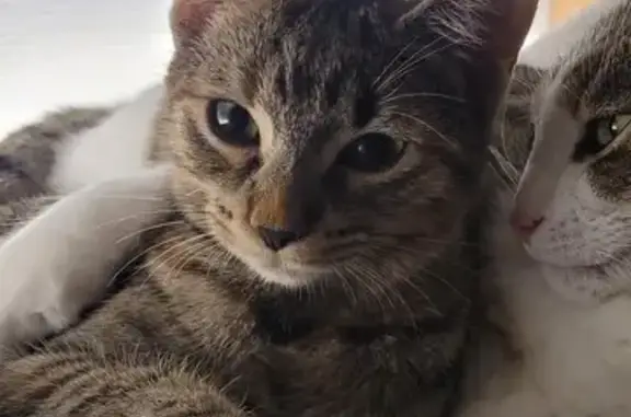 Animaux perdus Anglet, photo: Chatte perdue près du Leclerc Busquet