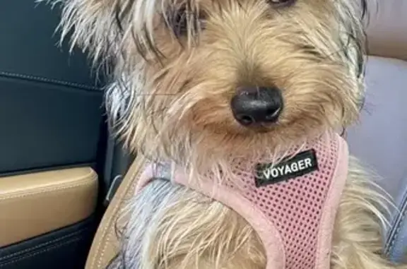 Lost Yorkie Puppy in Coral Gables - Help!