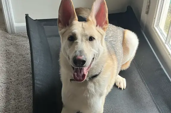 Lost German Shepherd in Bethlehem - Help!