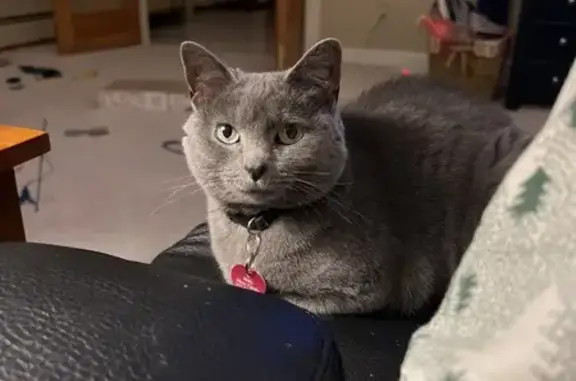 Lost Gray Cat: Russian Blue Mix - Help Find Her!