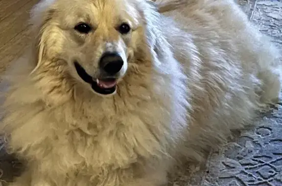Lost: Charlie the White Pyrenees - 7305 Midland Rd