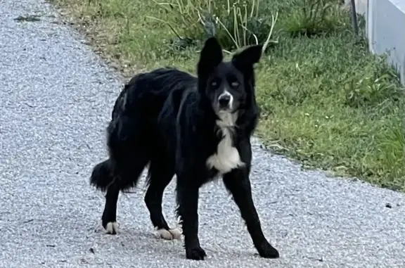 Chien trouvé , photo: Chien croisé trouvé à Villesiscle