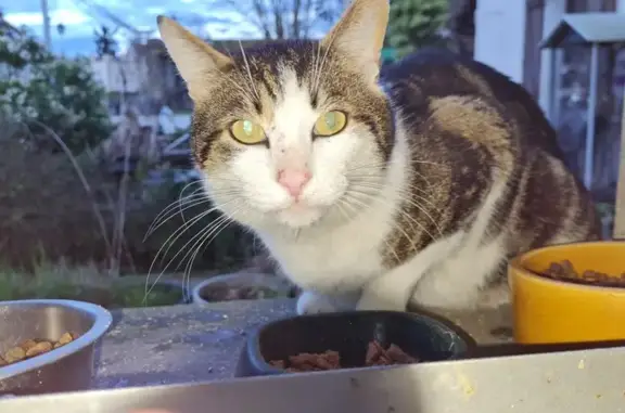 Chat trouvé à Montubois, non marqué - photo