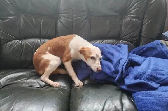 Chienne retrouvée près de Rion - photo