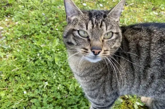 Chatte affectueuse trouvée à Iffendic - photo