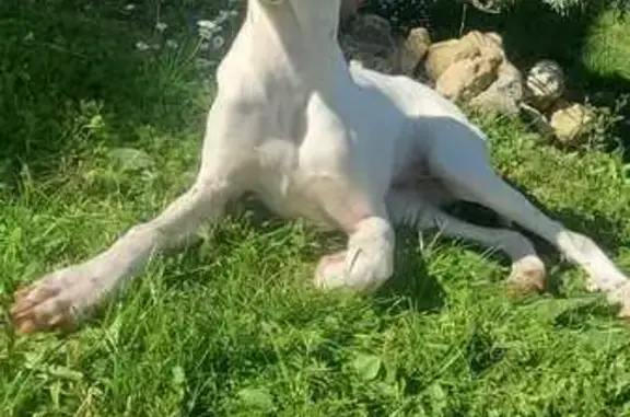 Chienne Pointer trouvée à Lanta - photo