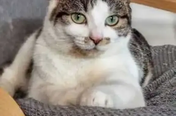 Chat perdu, Vernet-les-Bains, photo: Diva, chatte tigrée perdue