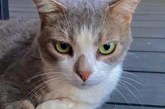 Chat perdu, Estagel, photo: Chat gris-blanc perdu à Estagel