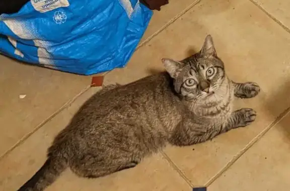Animaux perdus Pénestin, photo: Chat tigré perdu à Pénestin