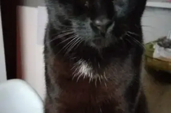 Chat perdu, Auch, photo: Chat noir Bob perdu à Auch
