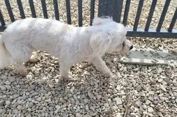 Chien perdu D78 près St-Benoît - photo