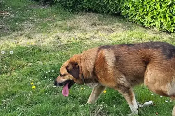 Chien perdu à Saint-Bertrand - photo