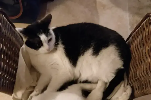 Chat perdu, Mollégès, photo: Chatte bicolore perdue à Mollégès