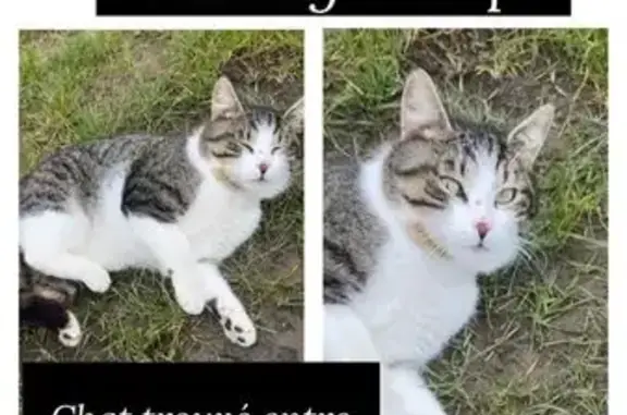 Chat perdu retrouvé à Dreux - photo