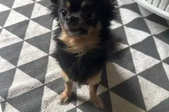 Chien doux trouvé à Lussac - photo