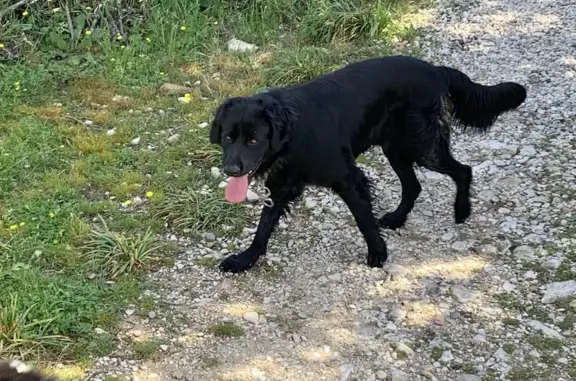 Chien noir perdu, collier 'libre' - photo