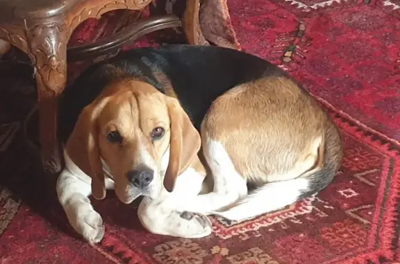 Chien perdu Le Malzieu-Ville, photo : Chien Beagle perdu au Malzieu
