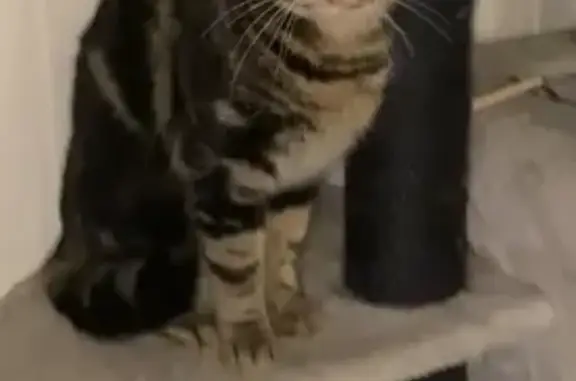 Animaux perdus Mondelange, photo: Chat tigré perdu à Mondelange