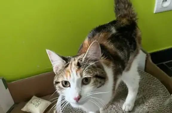 Chaton tricolore perdu trouvé - photo