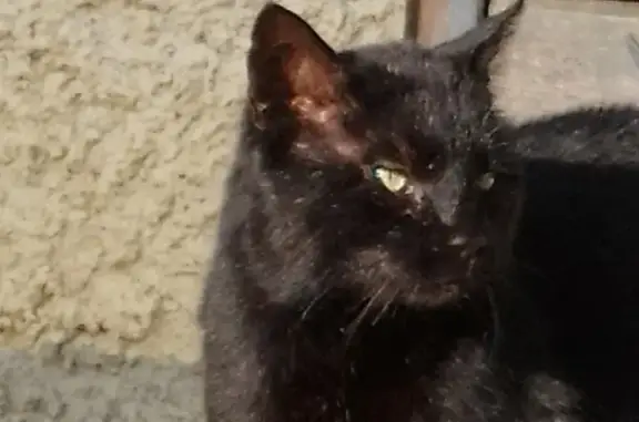 Chat noir castré cherche foyer - photo