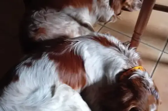 Chien et son chiot perdus - photo