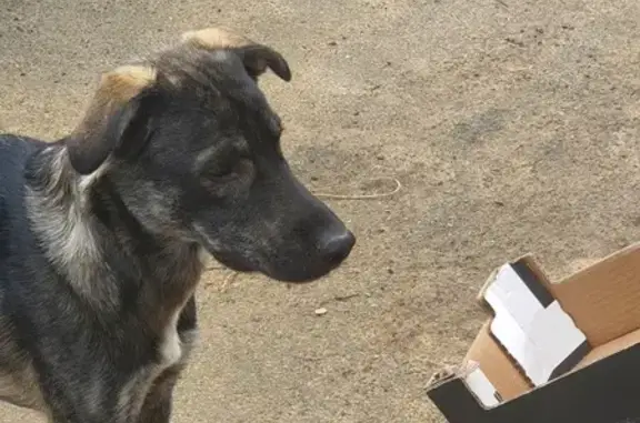 Chien trouvé , photo: Chien gris grand perdu à Fleurieux