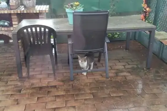 Chat mâle perdu à Hœnheim - photo