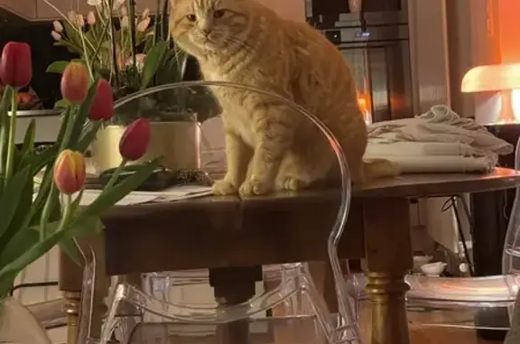 Animaux perdus , photo: Chat roux perdu à Montjoie