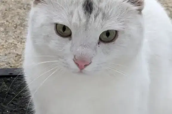 Chat mâle adopte jardin Draveil - photo