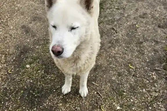 Chien Husky blanc perdu à Laigné - photo