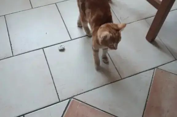 Chaton câlin trouvé, ami des animaux - photo