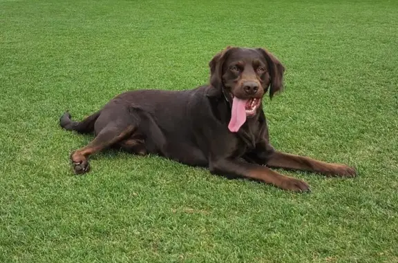 Lost Chocolate Lab: Green Eyes, Loves Treats!